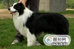 边境牧羊犬智商