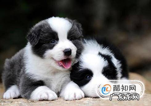边境牧羊犬智商