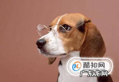 为什么狗不能吃海鲜