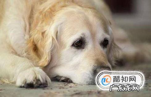 狗狗容易得什么病