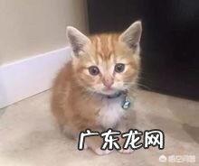 流浪猫喂着喂着就消失了 流浪猫怎么喂着喂着就不见了