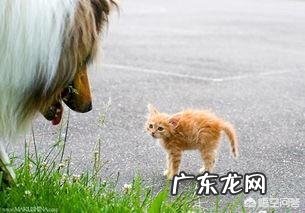 流浪猫喂着喂着就消失了 流浪猫怎么喂着喂着就不见了