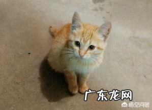流浪猫喂着喂着就消失了 流浪猫怎么喂着喂着就不见了