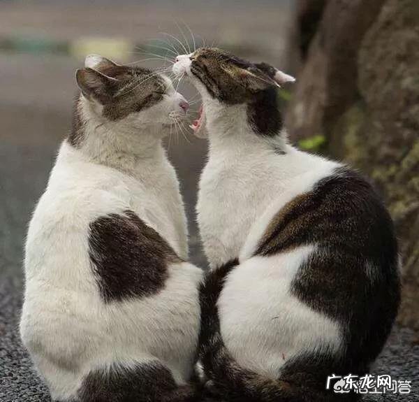 流浪猫喂着喂着就消失了 流浪猫怎么喂着喂着就不见了