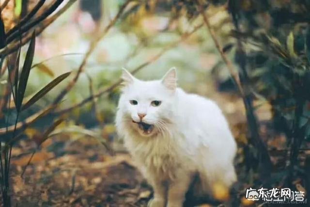 流浪猫喂着喂着就消失了 流浪猫怎么喂着喂着就不见了