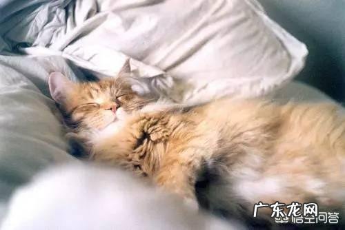 猫咪与人同床睡可以吗 你会跟猫咪同床共枕吗