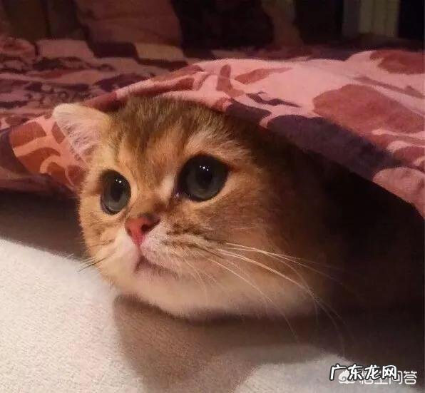 猫咪与人同床睡可以吗 你会跟猫咪同床共枕吗