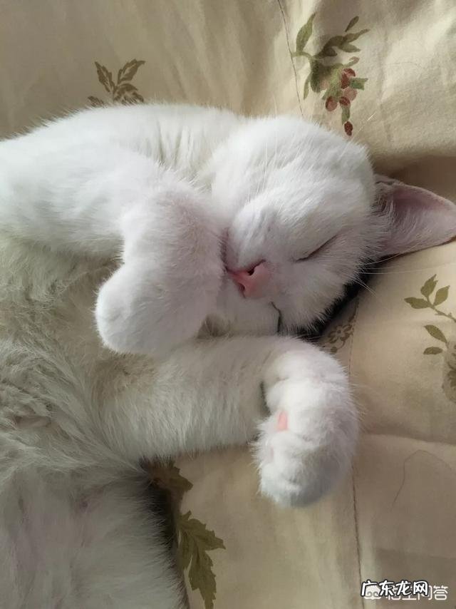 猫咪与人同床睡可以吗 你会跟猫咪同床共枕吗