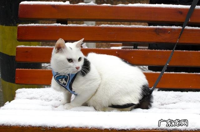 什么品种猫性格好 请问哪种品种的猫颜值高，性格也温顺呢