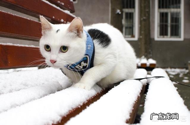 什么品种猫性格好 请问哪种品种的猫颜值高，性格也温顺呢