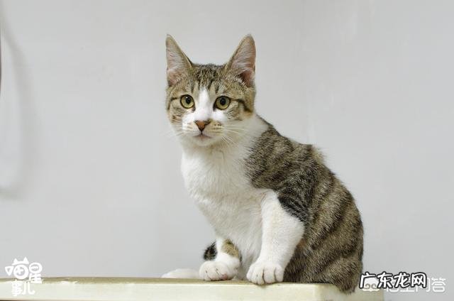 什么品种猫性格好 请问哪种品种的猫颜值高，性格也温顺呢