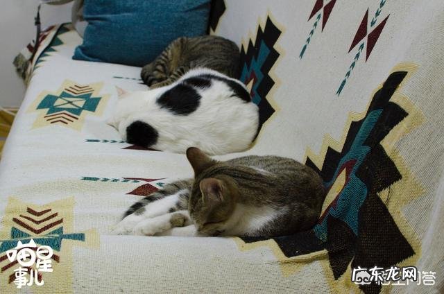 什么品种猫性格好 请问哪种品种的猫颜值高，性格也温顺呢