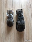 什么品种猫性格好 请问哪种品种的猫颜值高，性格也温顺呢