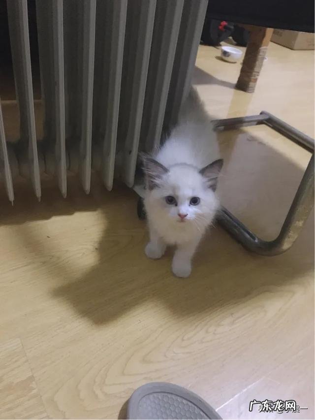 布偶猫会不会发腮 小布偶猫为什么这么丑,布偶怎么发腮爆毛