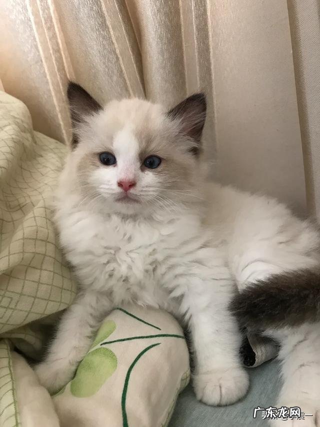 布偶猫会不会发腮 小布偶猫为什么这么丑,布偶怎么发腮爆毛