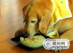 上班族如何养狗
