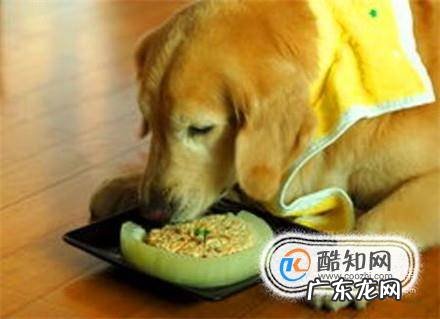 上班族如何养狗