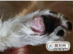 狗狗脚受伤的正确处理方法