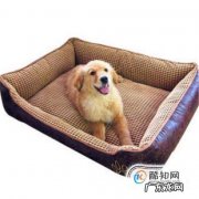 狗狗不肯进狗窝睡觉怎么办