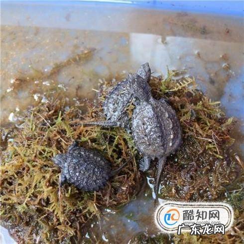 北美衸甑乃茄?