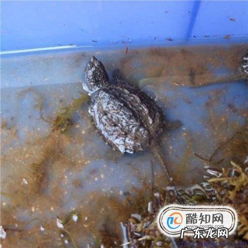 北美衸甑乃茄?