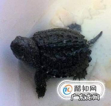 北美衸甑乃茄?