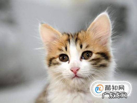 猫咪长不胖怎么办
