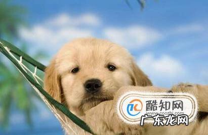 如何分辨金毛和拉布拉多