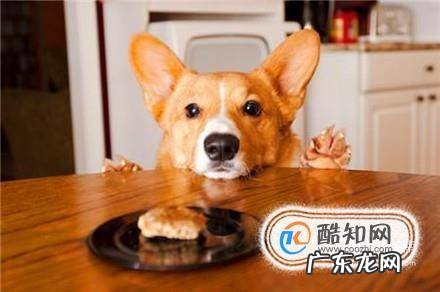 狗狗一天吃多少比较合适