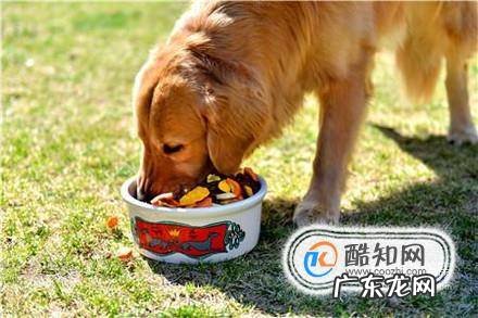 狗狗一天吃多少比较合适