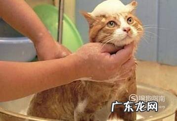 在家中怎么养猫咪