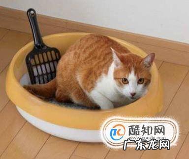 在家中怎么养猫咪