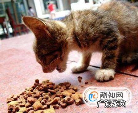 在家中怎么养猫咪