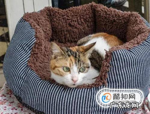 在家中怎么养猫咪