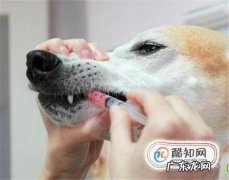 狗狗发烧如何治疗最有效