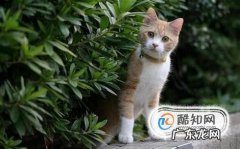 被猫咬伤了要打哪些疫苗需要多少钱