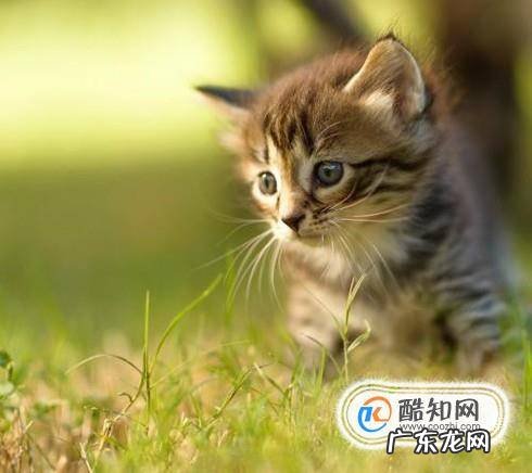 猫咪如何补钙猫咪缺钙怎么办