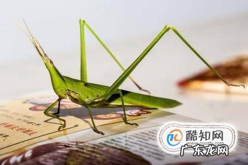一只蚱蜢怎么养