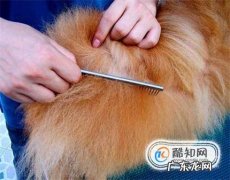 怎么判断狗狗身上有没有跳蚤狗身上跳蚤怎么办