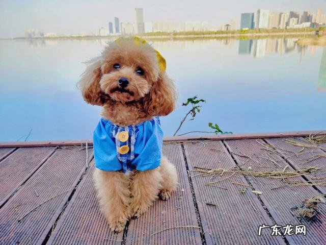 养一个宠物确实会治愈你 养一只特别萌的宠物是一种怎样的体验