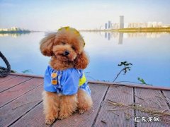养一个宠物确实会治愈你 养一只特别萌的宠物是一种怎样的体验