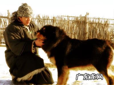 中国十大名狗 中国有哪些名狗
