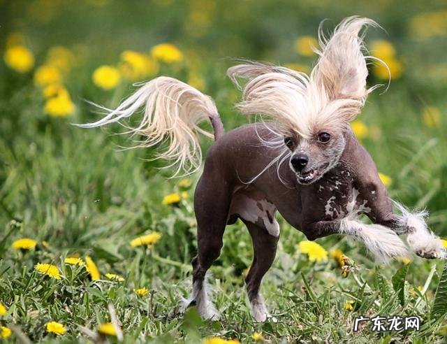 中国十大名狗 中国有哪些名狗