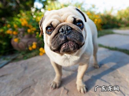 中国十大名狗 中国有哪些名狗