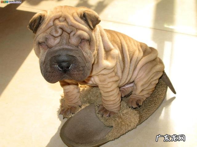 中国十大名狗 中国有哪些名狗