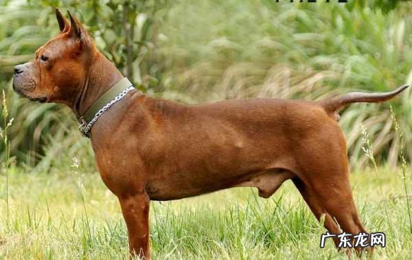 中国十大名狗 中国有哪些名狗