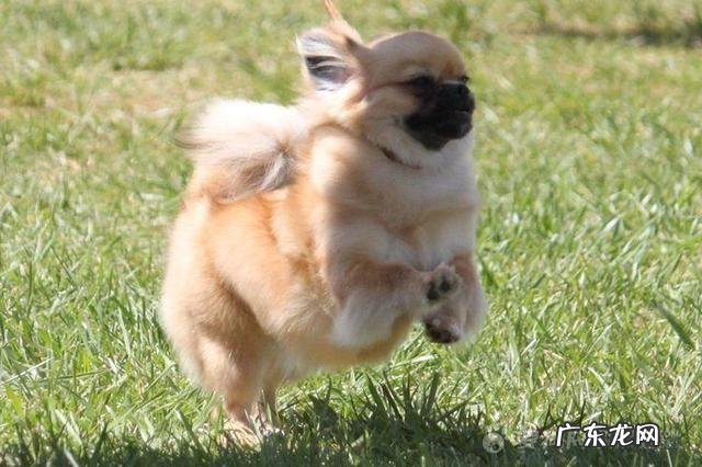 中国十大名狗 中国有哪些名狗