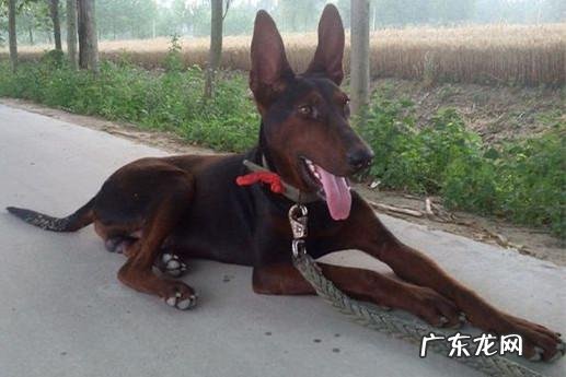 中国十大名狗 中国有哪些名狗