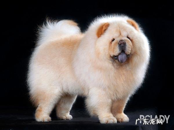 中国十大名狗 中国有哪些名狗