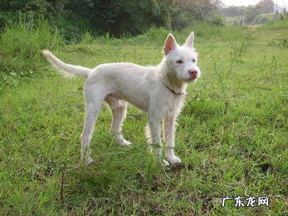 中国十大名狗 中国有哪些名狗